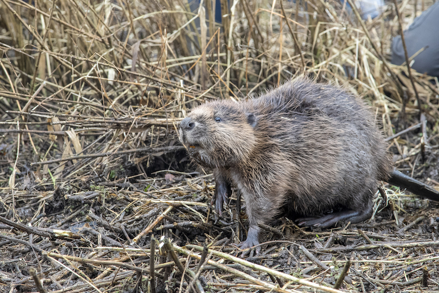 Five reasons to be optimistic for nature