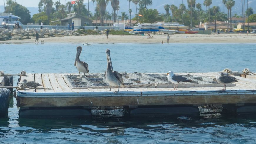 oiseaux sur un bateau en bois