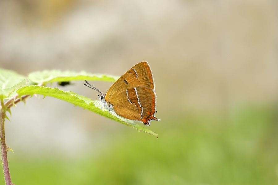 UK’s butterfly charity celebrates fantastic achievements despite sector crisis