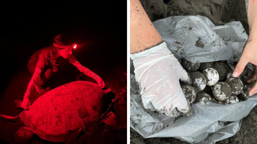 Patrouille de nuit avec le Turtle Love Project Costa Rica protégeant les nids de tortues marines