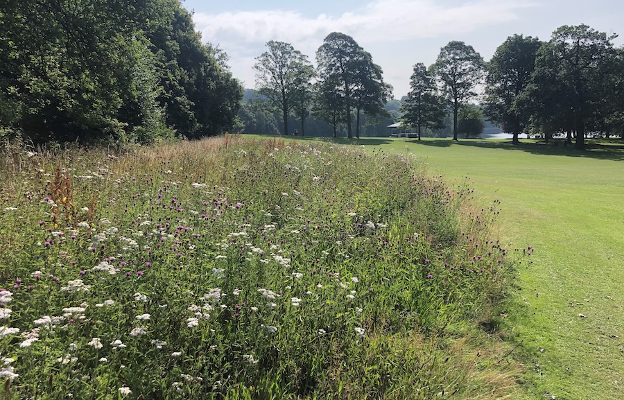 Wild Spaces to be created across Leeds for butterflies and people