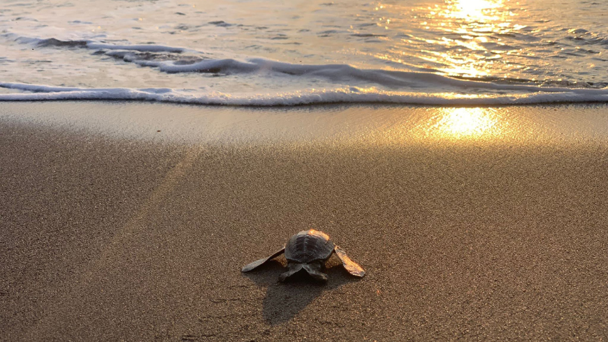 Tortue de mer sur la plage au coucher du soleil
