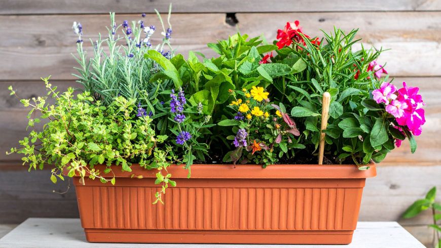 Coins de pollinisateurs indigènes et jardinières comestibles