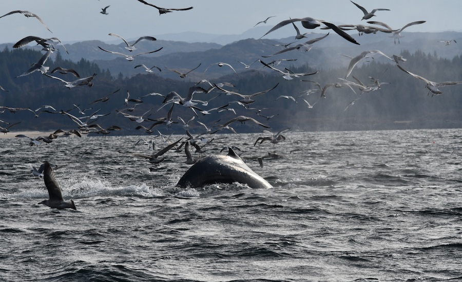 Over 100,000 whales, dolphins, porpoises and other marine megafauna recorded in Scotland’s seas