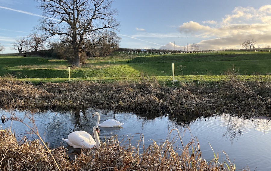 New wetland habitat created to boost rare plants on the Montgomery Canal