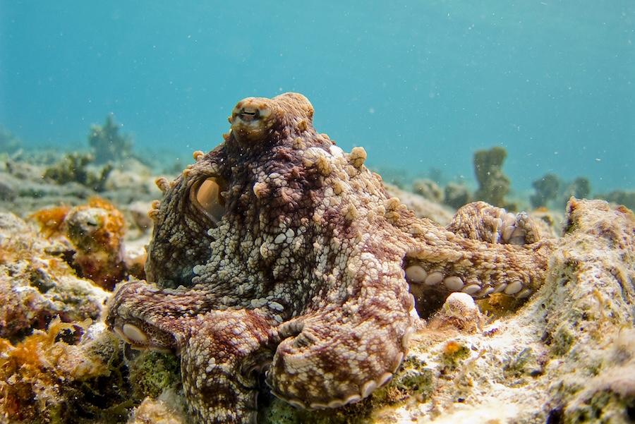 Octopus numbers exploded around the UK’s south-west coast in 2025 – a new report explores this rare phenomenon