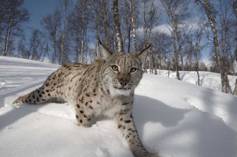 Lynx – Communities in Highland and Moray invited to discuss reintroduction