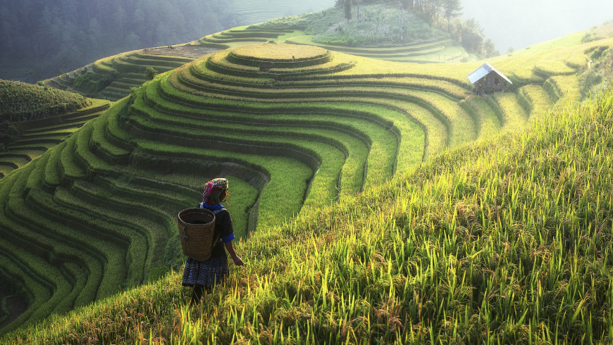 Une femme portant des vêtements traditionnels se promène le long d'une colline luxuriante à travers les rizières de Sapa, au Vietnam. Un panier est sur son dos. Des rizières en terrasses remplissent le paysage.
