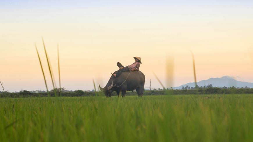Un homme local chevauchant un buffle au milieu d'un champ de riz., à Hoi An, Vietnam.