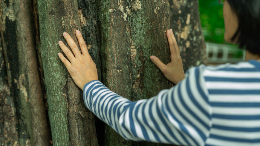 Les bains de forêt font appel à tous les sens