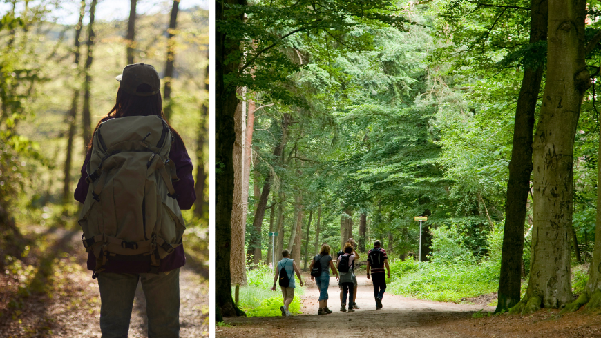 La thérapie forestière réduit les hormones du stress, contribuant ainsi à un effet relaxant accru