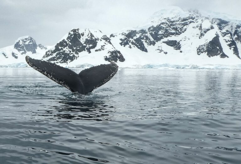 La pluie arrive en Antarctique – voici comment cela va changer le continent gelé