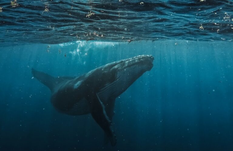 La vie marine en voie de disparition est capturée dans les filets de pêche, mais ce n'est pas nécessaire