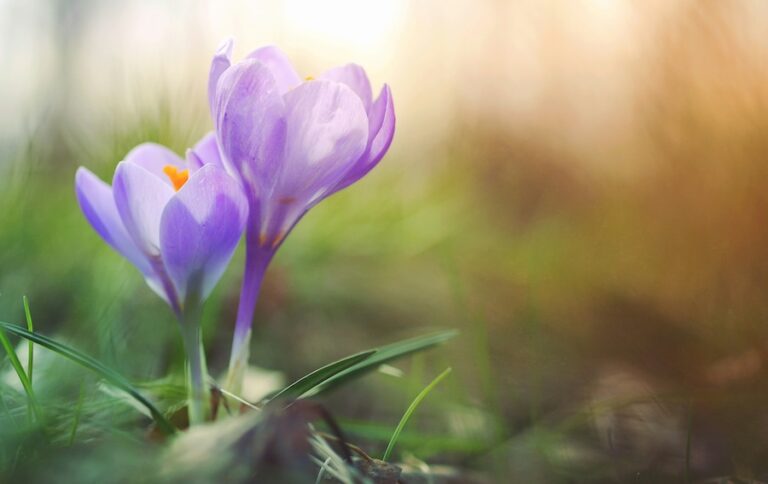 Les crocus fleurissent tôt – voici ce que cela signifie pour la nature