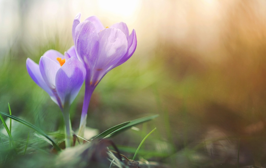 Crocuses are blooming early – here’s what this means for nature