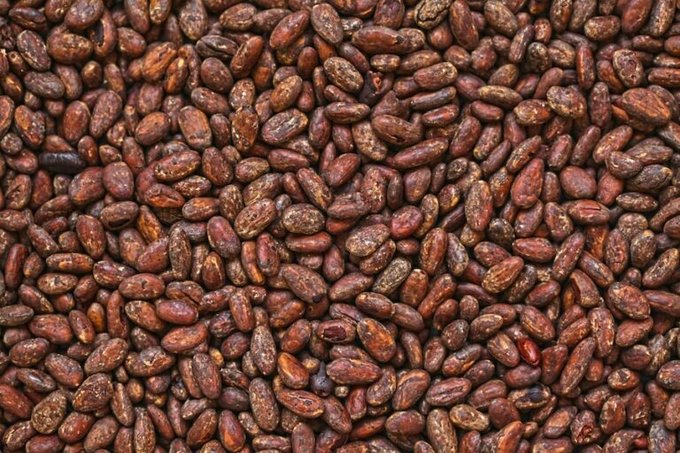 Les dirigeants mondiaux du cacao signalent une nouvelle phase d’action coordonnée alors que la réunion de partenariat de la WCF s’ouvre à Amsterdam