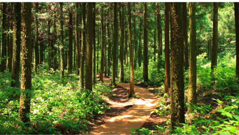 Thérapie forestière : renouer avec la nature en famille