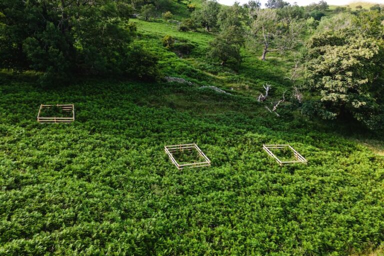 Une nouvelle recherche scientifique menée en Cumbrie explore comment les réseaux fongiques cachés façonnent les arbres des hautes terres du Royaume-Uni