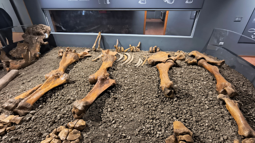 Restes d'un ancien éléphant 