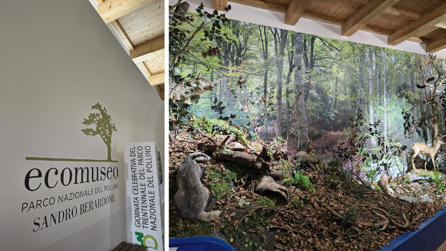 animaux empaillés dans l'écomusée du Pollino