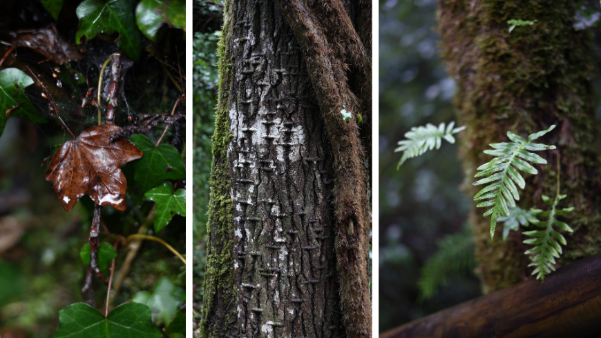 tronc et feuilles dans la beauté naturelle du parc national du Pollino.