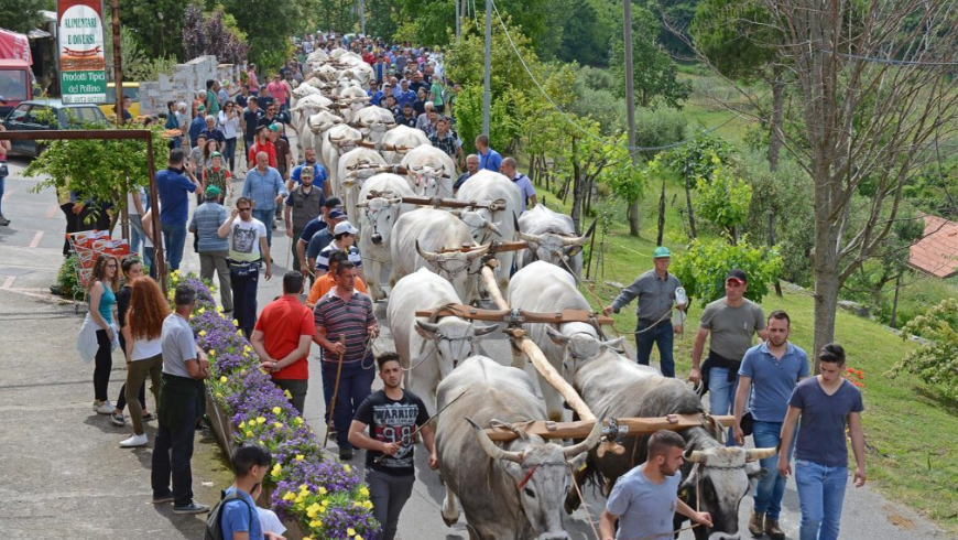 cortège d'hommes portant un sapin. Rotonda Fir Tree Festival, un événement très populaire à Rotonda