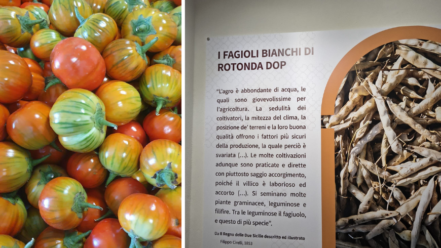 Aubergine rouge et haricots blancs