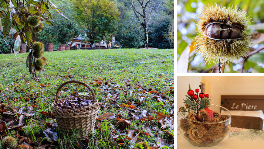 châtaignes et paysage de l'agritourisme Cargador