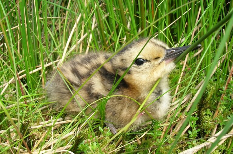 Donnez plus d'espace aux oiseaux au Royaume-Uni ce printemps et cet été