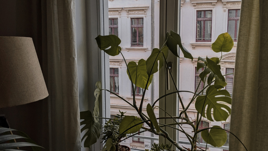 Plantes d'intérieur vertes utilisées pour créer un environnement intérieur plus sain