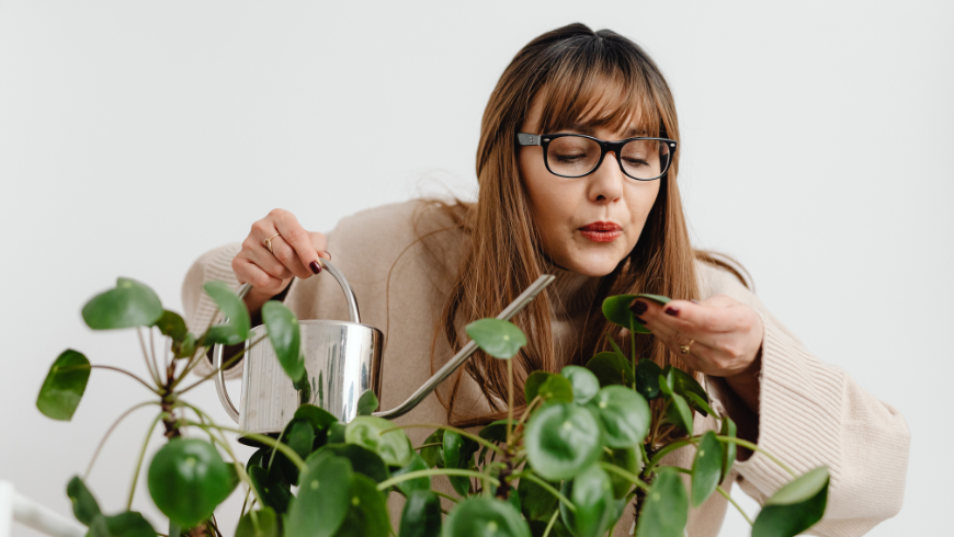 Des plantes d'intérieur qui purifient l'air intérieur