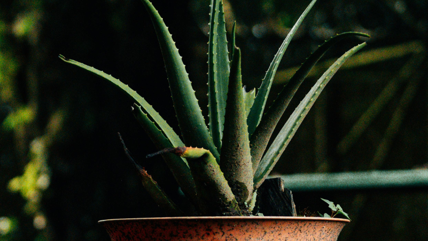 Plante d'intérieur à l'aloe vera qui contribue à améliorer la qualité de l'air intérieur