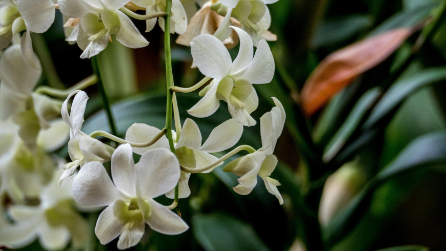 Plante d'intérieur orchidée qui contribue à une meilleure qualité de l'air intérieur