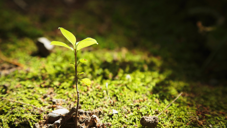 Jeune plante poussant dans le sol forestier, symbole de la régénération des écosystèmes.