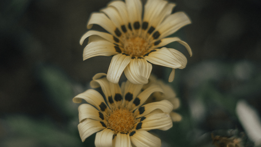 Fleurs sauvages jaunes représentant la vie végétale dans un écosystème influencé par le climat.