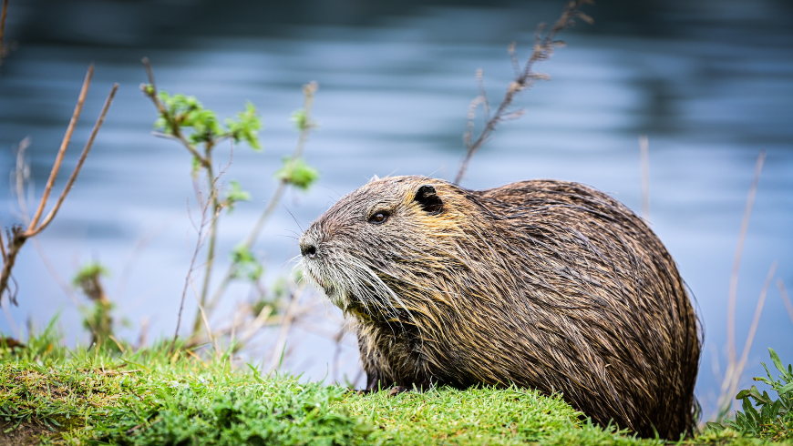 Le castor au bord d’une rivière, une espèce clé qui façonne les écosystèmes et la biodiversité.