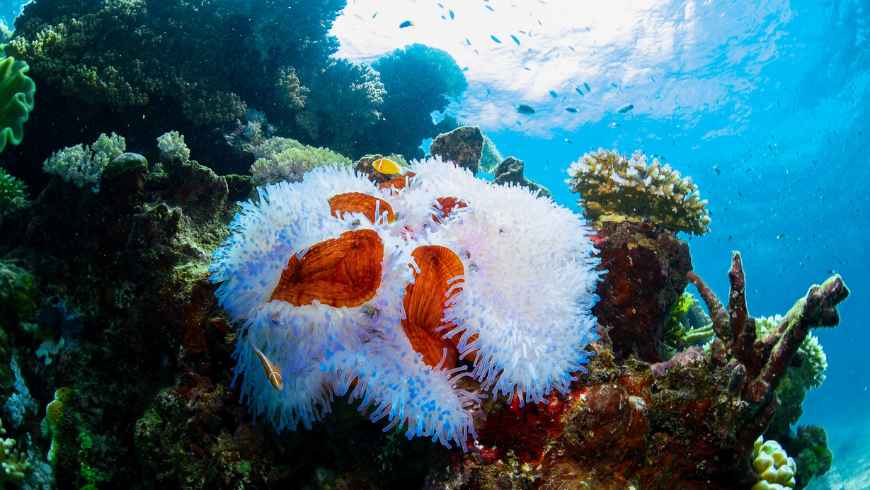 Vue sous-marine lors d'une plongée sous-marine sur la Grande Barrière de Corail, mettant en valeur les structures coralliennes saines et la riche biodiversité de cet écosystème marin unique.