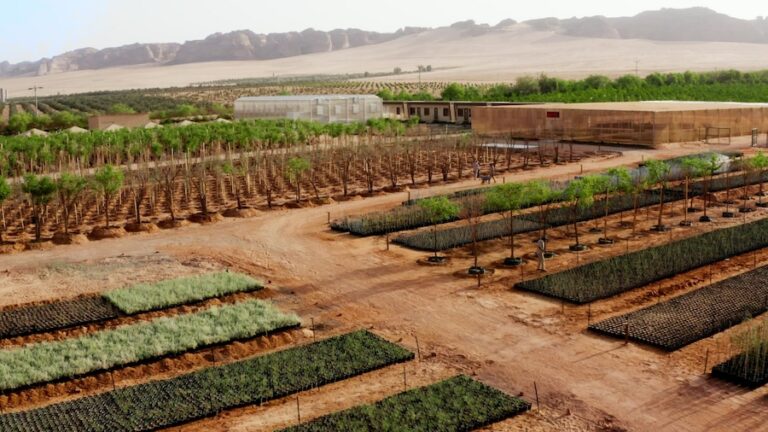 Semer l'avenir vert d'AlUla : initiative 1 million de plantes indigènes