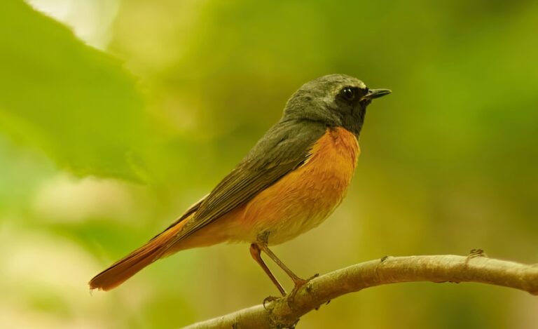 726 000 oiseaux chanteurs ont été tués illégalement à Chypre l'automne dernier alors que les lacunes en matière de lutte contre la fraude ont été révélées