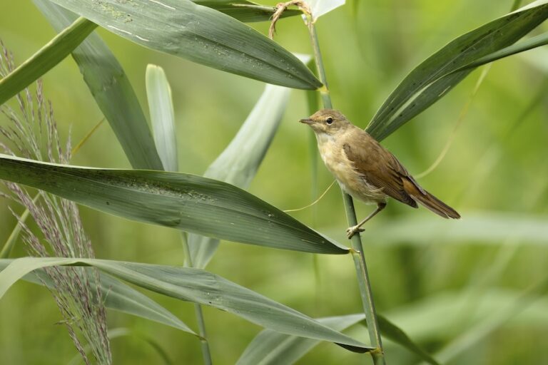De nouvelles recherches montrent que les cultures des zones humides tolérantes aux inondations pourraient également soutenir la restauration de la nature
