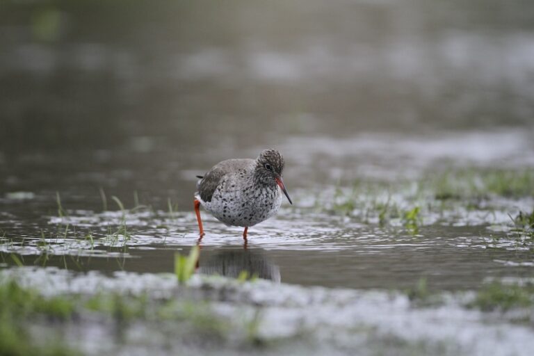 La RSPB restaure un paradis de tourbières perdu pour la faune menacée dans l'est de l'Angleterre
