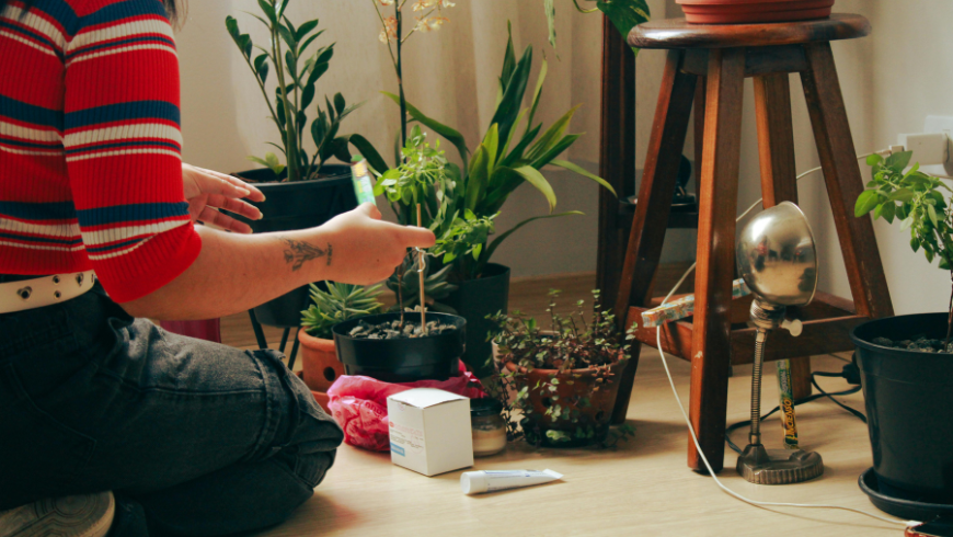 Plantes d'intérieur placées près d'une fenêtre pour améliorer la qualité de l'air à la maison