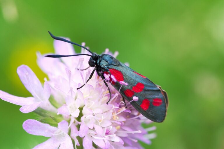 Le bar à nectar de nuit