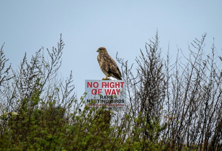 Le nouveau cadre d'aménagement du territoire en Angleterre : une chance de mettre la nature au cœur de la planification