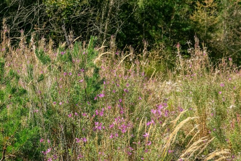 L’effet contre-intuitif de la peste noire : à mesure que le nombre d’humains diminuait, la diversité végétale diminuait également