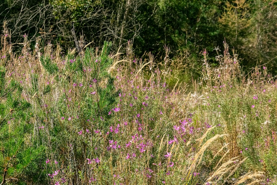 The Black Death’s counterintuitive effect: as human numbers fell, so did plant diversity