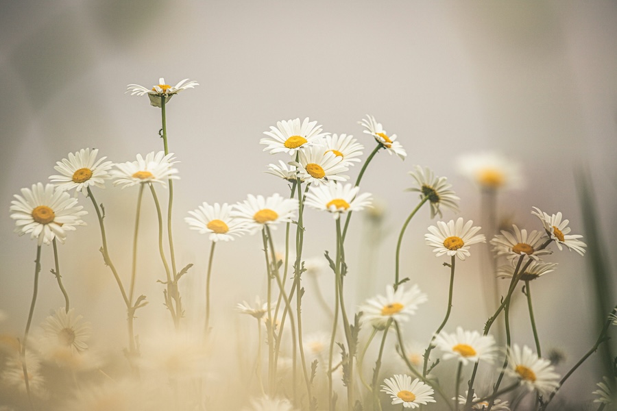 The wonders of daisies
