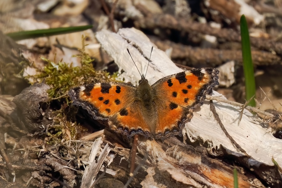 Papillon « éteint » – la grande écaille de tortue – observé dans toute l'Angleterre dans le cadre d'un processus présumé de désextinction