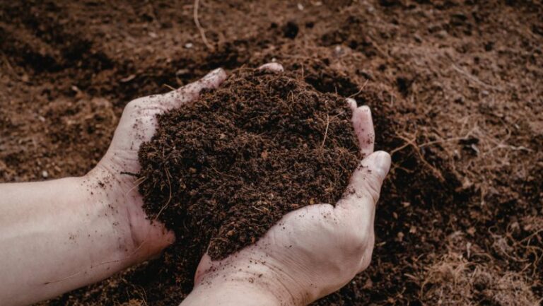 Séjours à la ferme régénératifs : ce que signifie réellement « respectueux des sols »