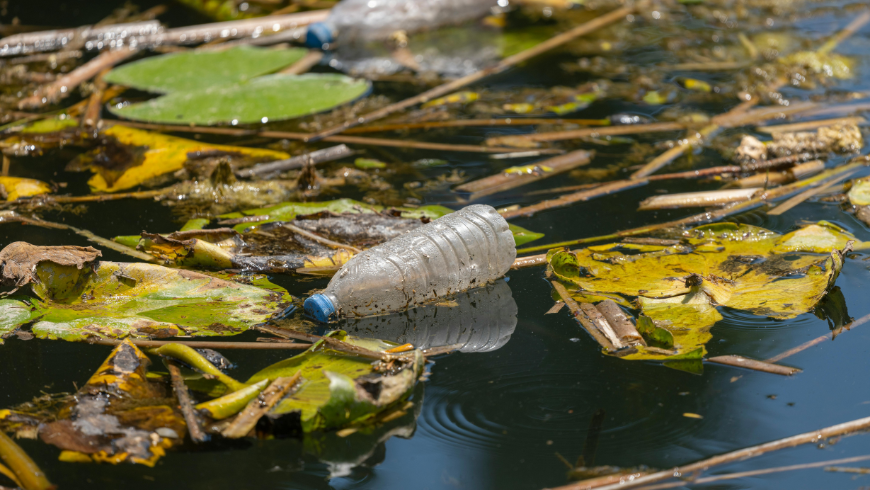 Une bouteille en plastique pollue l’écosystème d’eau douce